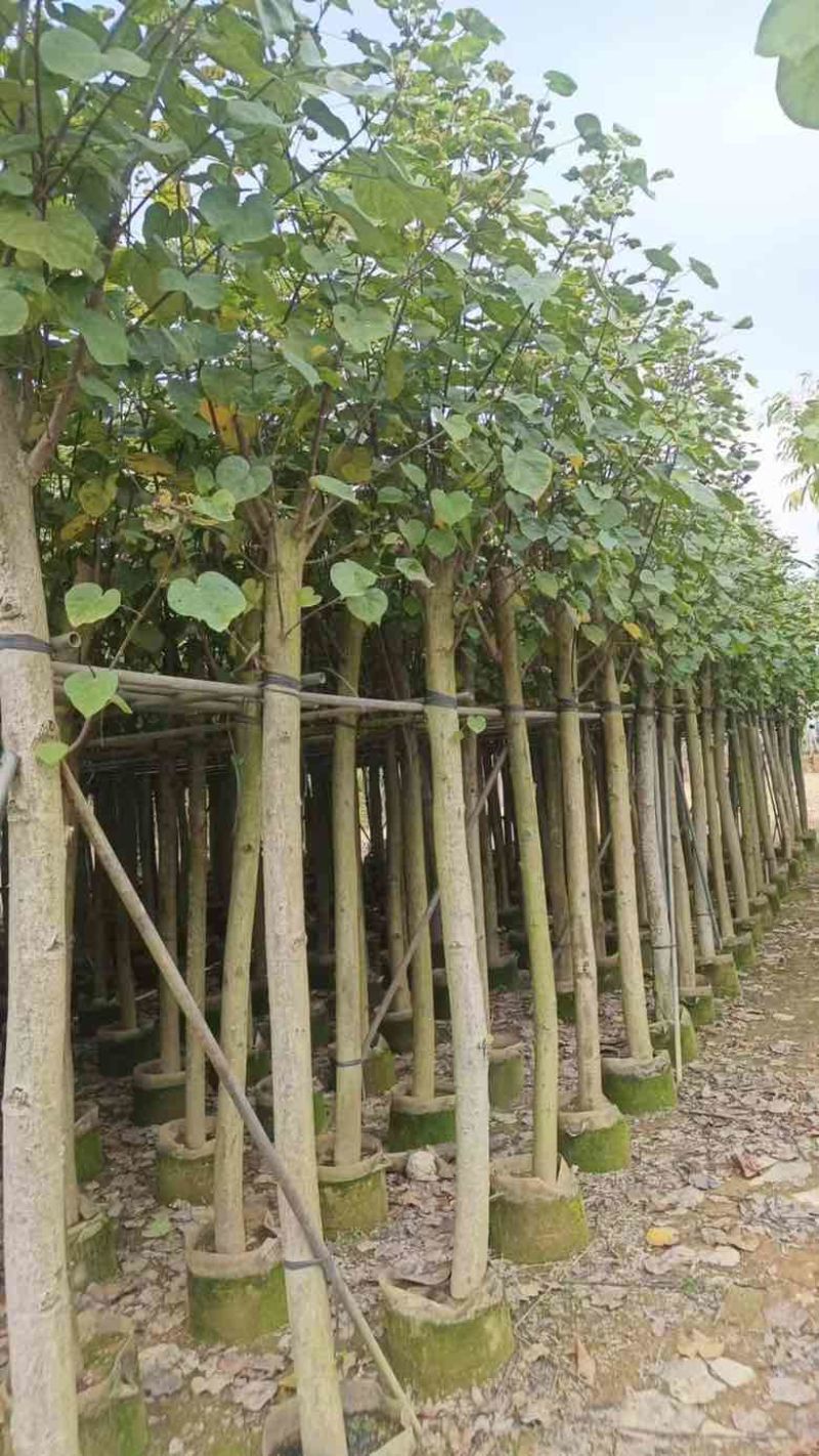 黄槿3-30分，截杠，骨架，全冠，基地直销，一手货源