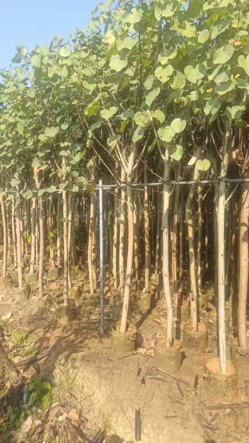 黄槿3-30分，截杠，骨架，全冠，基地直销，一手货源