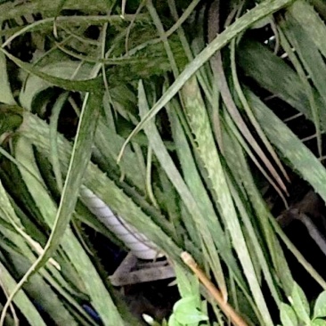 库拉索芦荟叶片