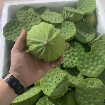 湖北洪湖新鲜莲蓬