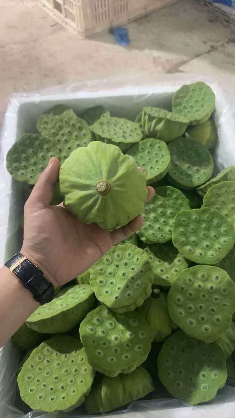 湖北洪湖新鲜莲蓬