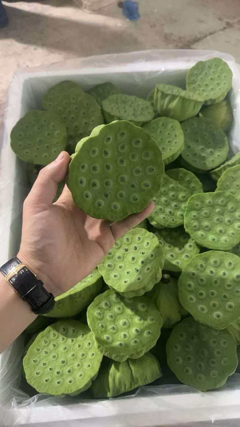 湖北洪湖新鲜莲蓬