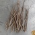 柴胡切片选片