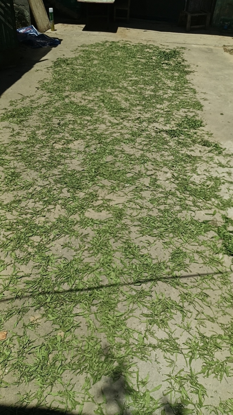 甜叶菊顶尖叶