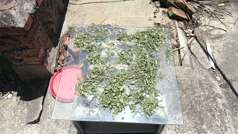 甜叶菊顶尖叶