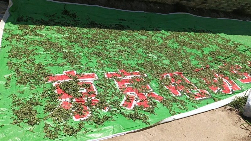 甜叶菊顶尖叶