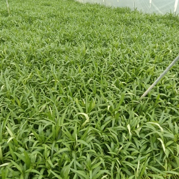 空心菜