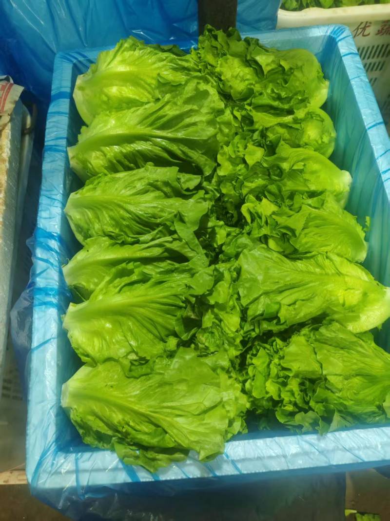 生菜
