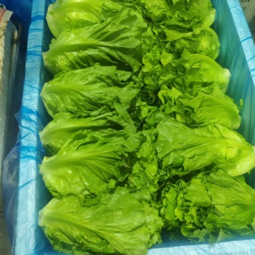 生菜