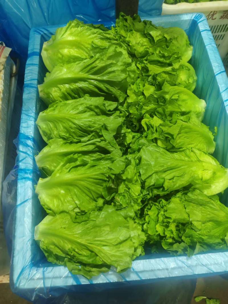 生菜