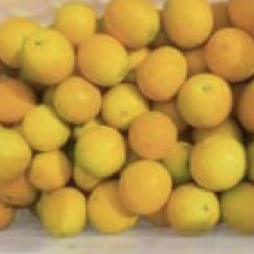 广西百色夏橙