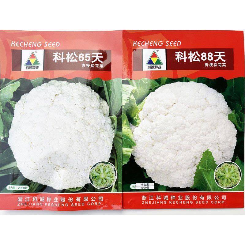 科松6588天青梗松花菜种籽高产早熟耐热春秋绿梗花椰菜花菜