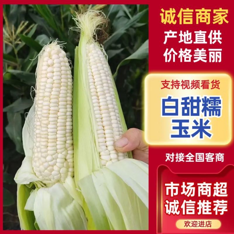 四川鲜玉米