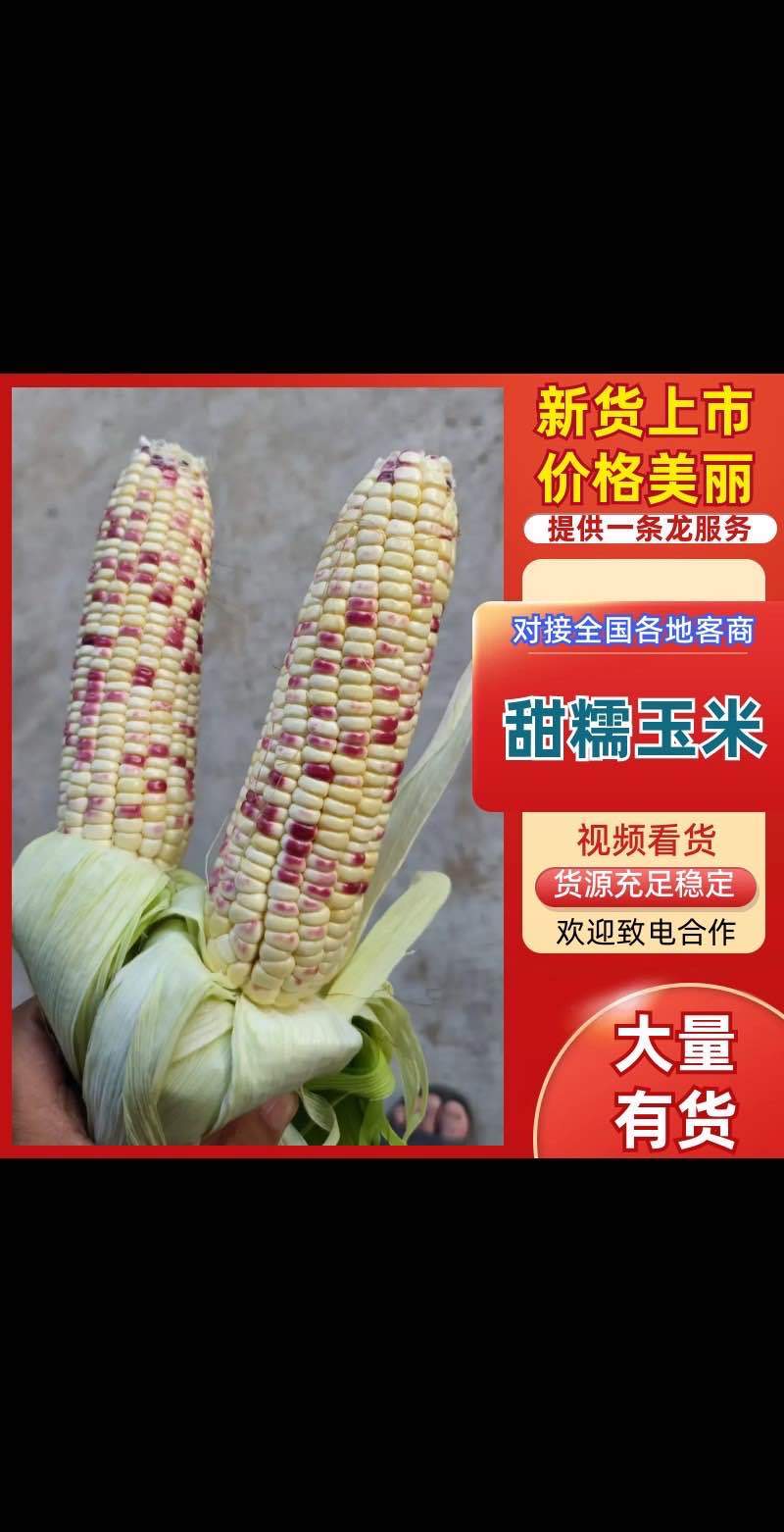 四川鲜玉米