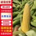 四川鲜玉米