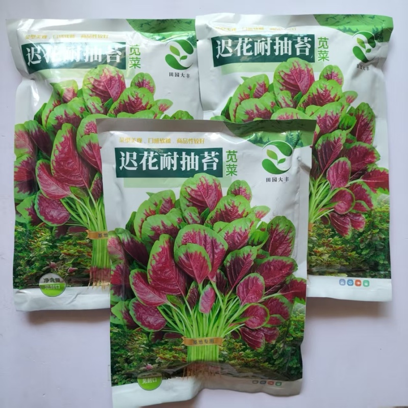 田园大丰迟花耐抽苔苋菜种子边缘绿叶心红艳近圆叶纤维少不易老化