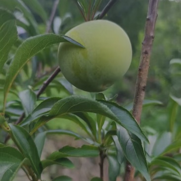 贵州蜂糖李