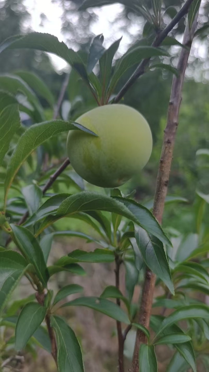 贵州蜂糖李