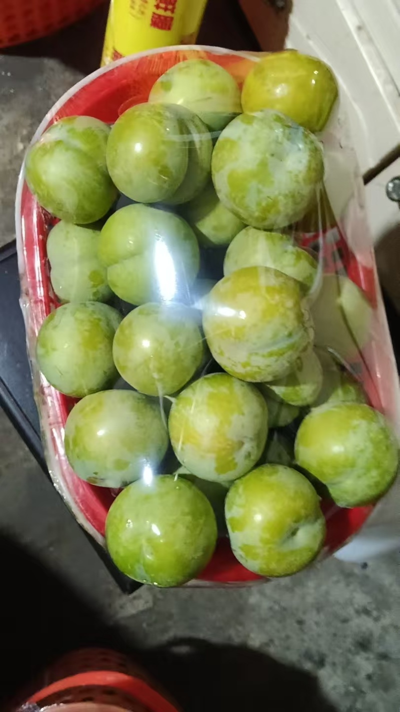 贵州蜂糖李