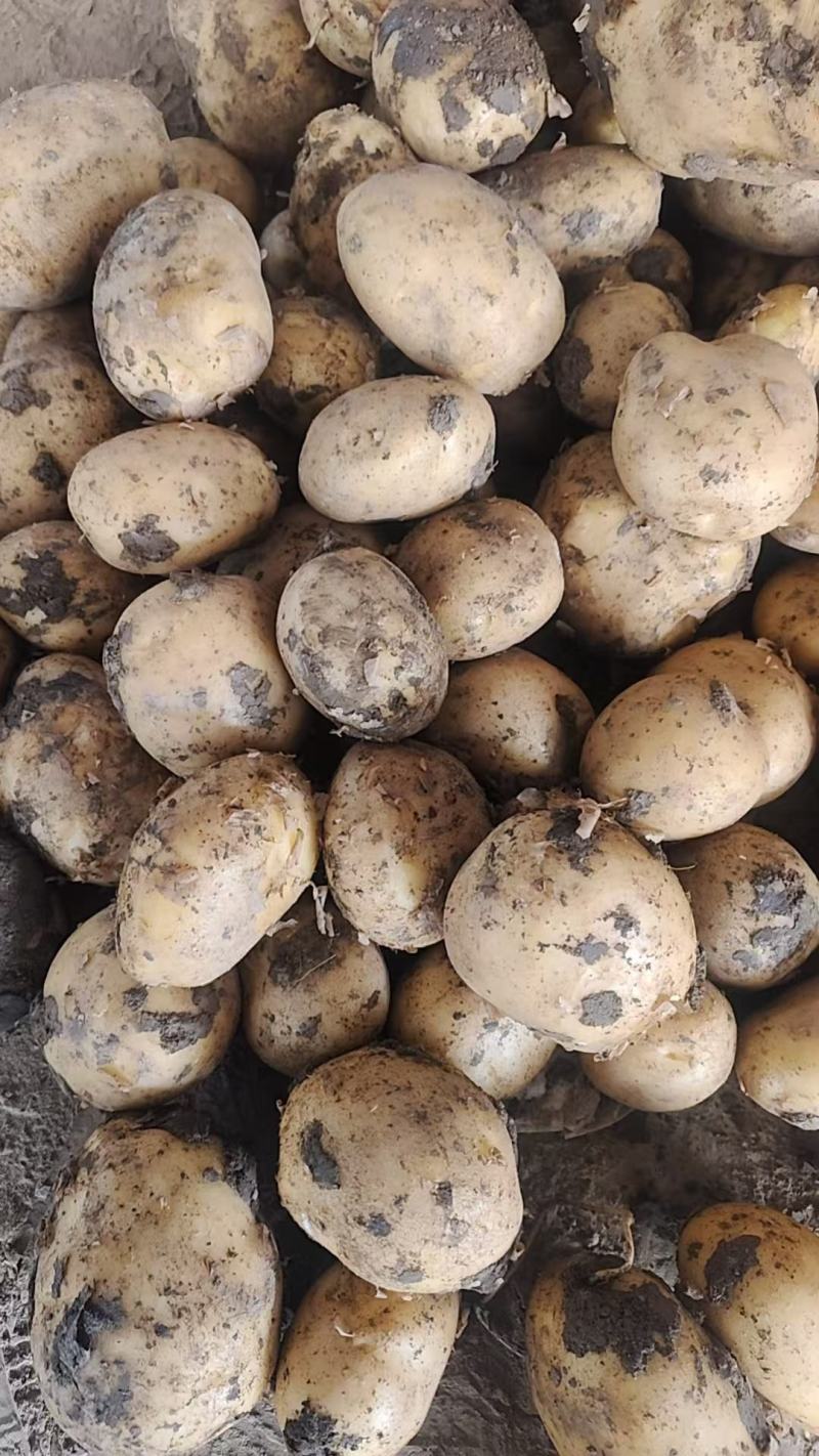 贵州纳雍土豆实验一号土豆荷兰十五号大量上市
