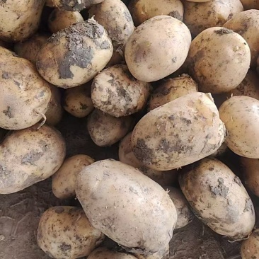 贵州纳雍土豆实验一号土豆荷兰十五号大量上市
