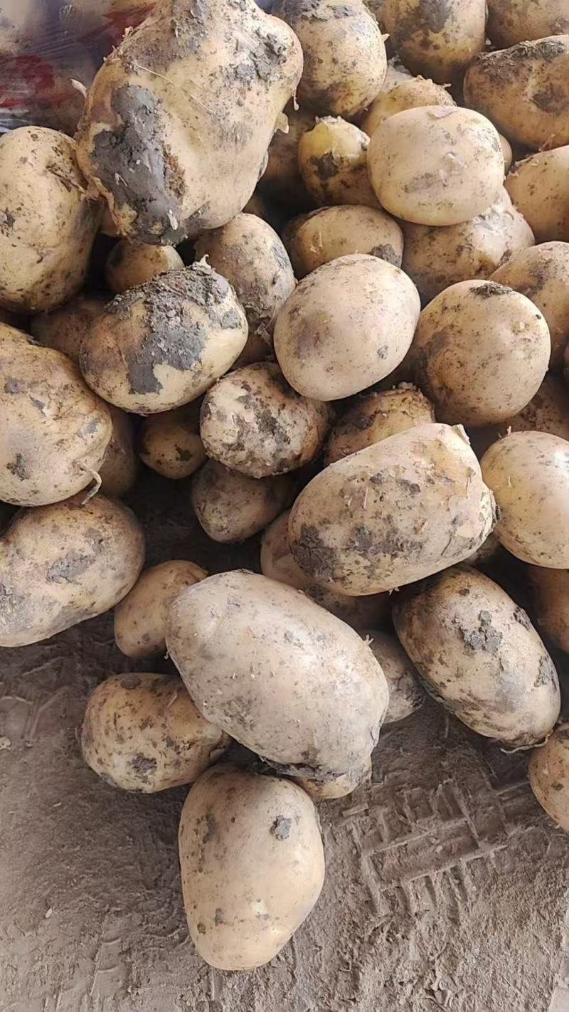 贵州纳雍土豆实验一号土豆荷兰十五号大量上市