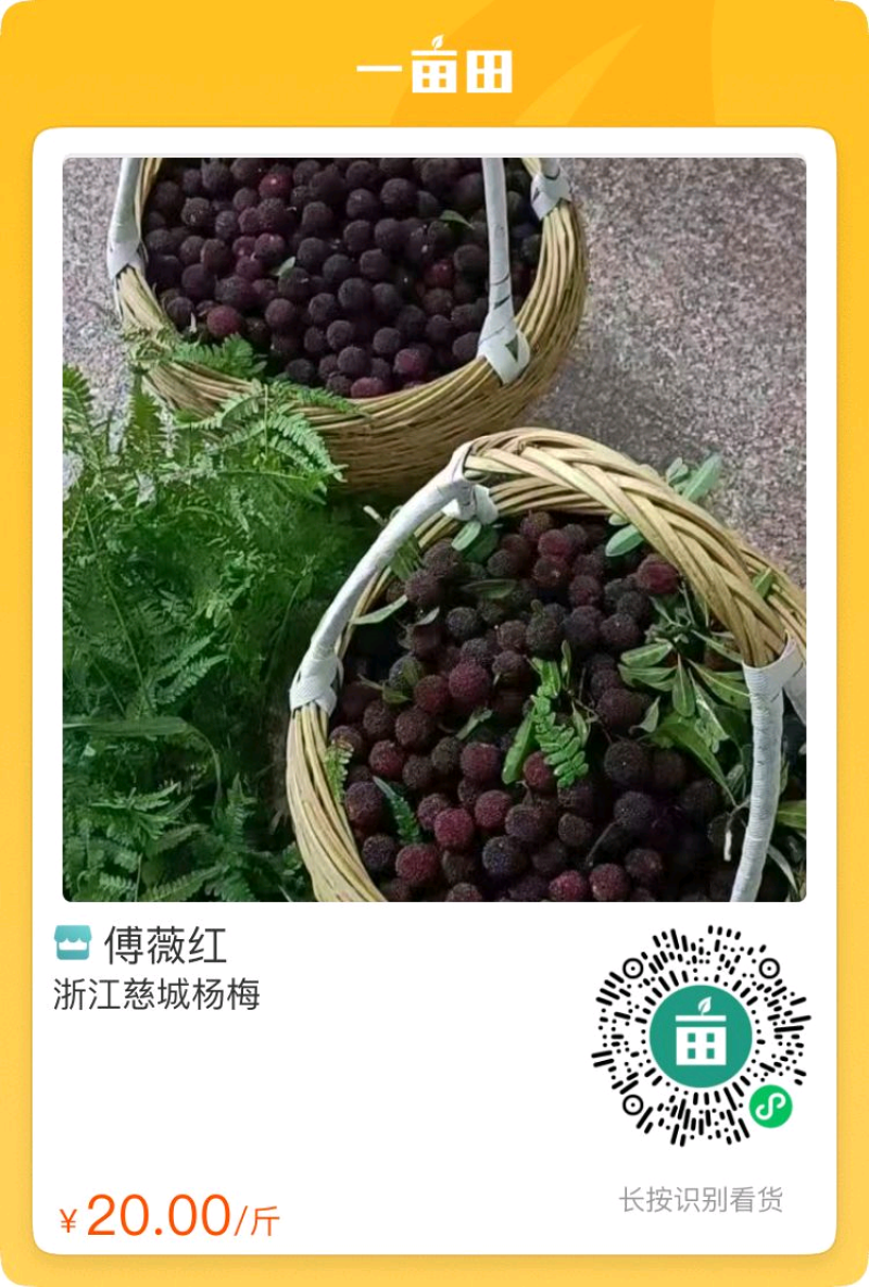 浙江本地露天杨梅