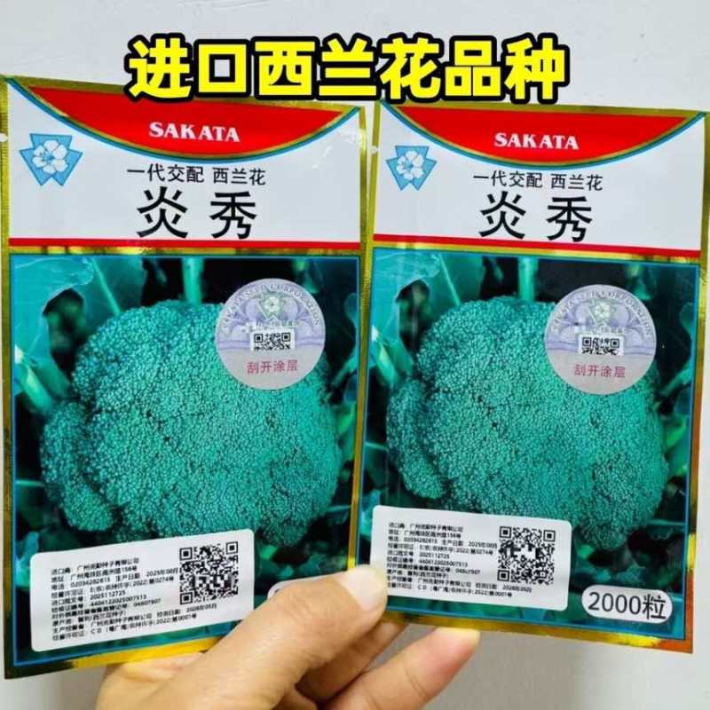 炎秀西兰花种子进口一代杂交西兰花品种西蓝花花椰菜种子绿色花菜