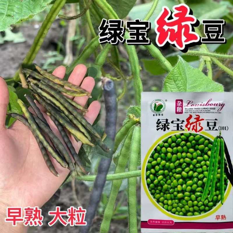绿宝绿豆种子五谷杂粮种子绿豆种子高产早熟耐旱耐重茬春秋豆种子