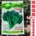波斯特火凤凰夏种菠菜种子耐高温耐抽苔油绿叶厚高产抗病种子批发
