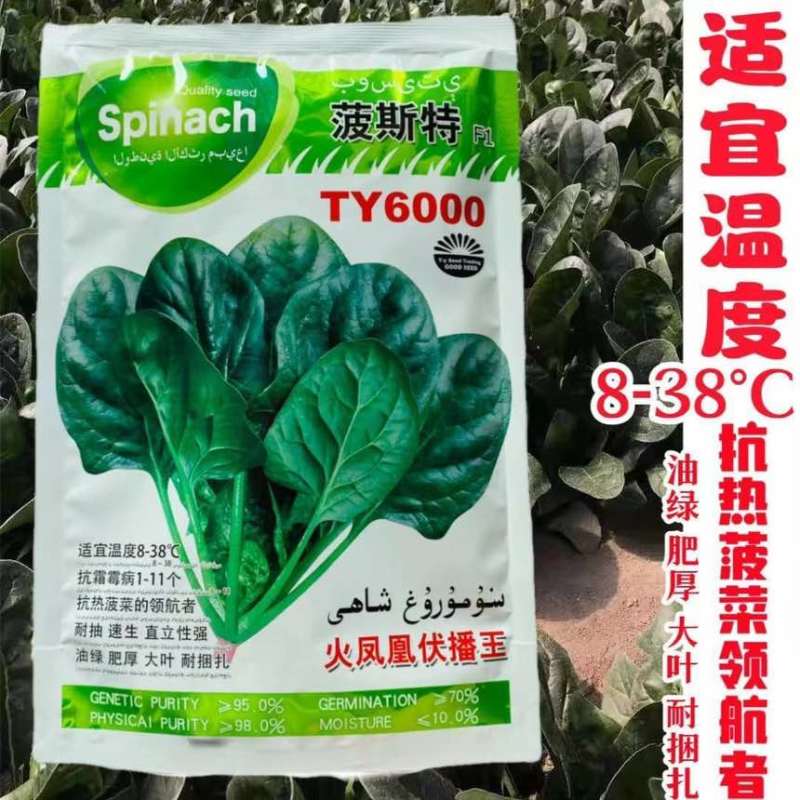 波斯特火凤凰夏种菠菜种子耐高温耐抽苔油绿叶厚高产抗病种子批发