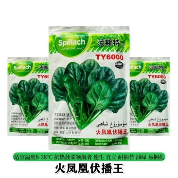 波斯特火凤凰夏种菠菜种子耐高温耐抽苔油绿叶厚高产抗病种子批发