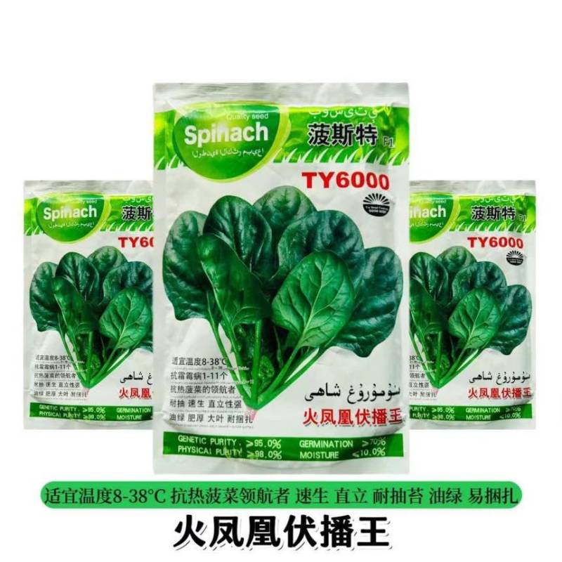波斯特火凤凰夏种菠菜种子耐高温耐抽苔油绿叶厚高产抗病种子批发