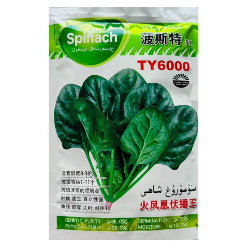 波斯特火凤凰夏种菠菜种子耐高温耐抽苔油绿叶厚高产抗病种子批发