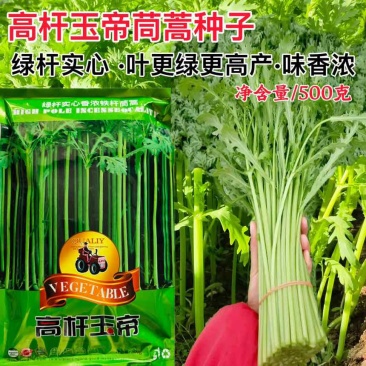 原装正品高杆玉帝茼蒿种子绿杆实心高产铁杆皇帝菜四季蔬菜5