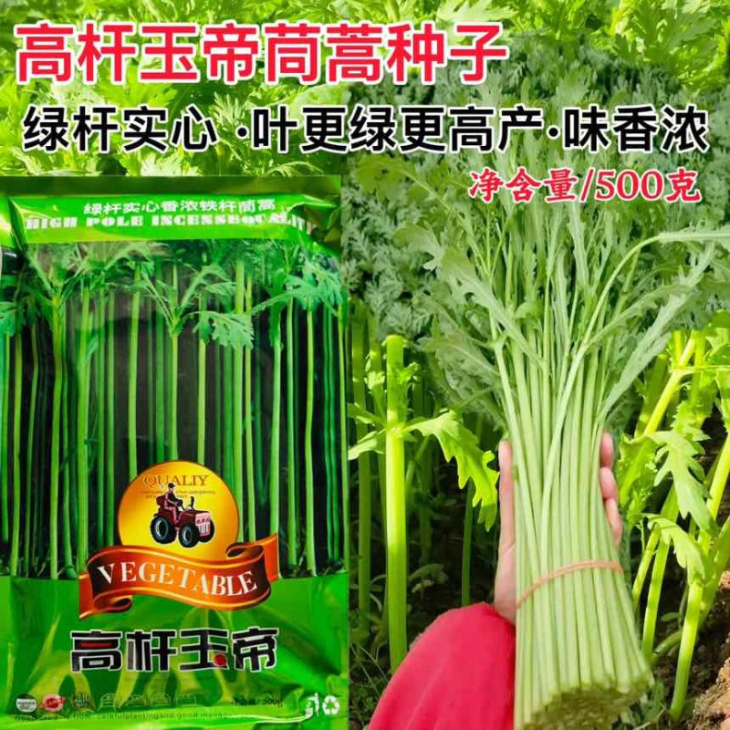 原装正品高杆玉帝茼蒿种子绿杆实心高产铁杆皇帝菜四季蔬菜5