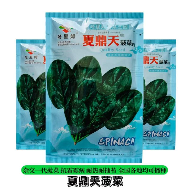 哈里姆夏鼎天丹麦原装纯进口耐热菠菜耐抽苔高抗霜霉病圆叶红根厚
