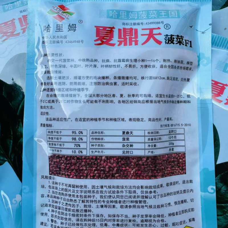 哈里姆夏鼎天丹麦原装纯进口耐热菠菜耐抽苔高抗霜霉病圆叶红根厚