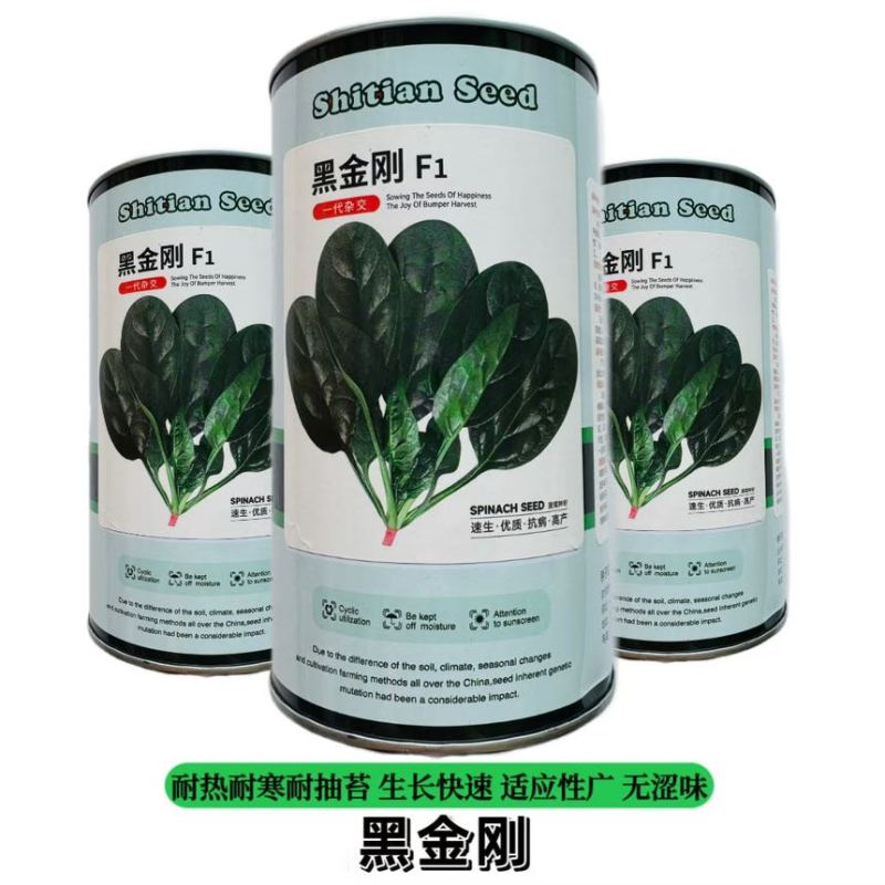 黑金刚四季菠菜种子火锅菜红根菠菜耐热耐寒抗霜霉病叶片肥厚