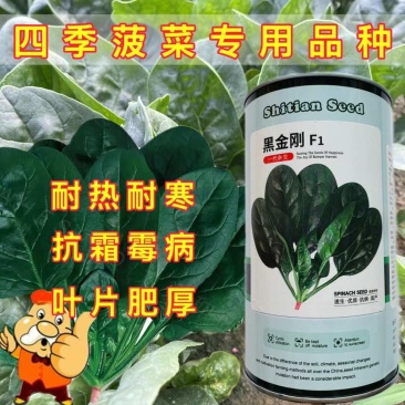 黑金刚四季菠菜种子火锅菜红根菠菜耐热耐寒抗霜霉病叶片肥厚