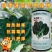 黑金刚四季菠菜种子火锅菜红根菠菜耐热耐寒抗霜霉病叶片肥厚