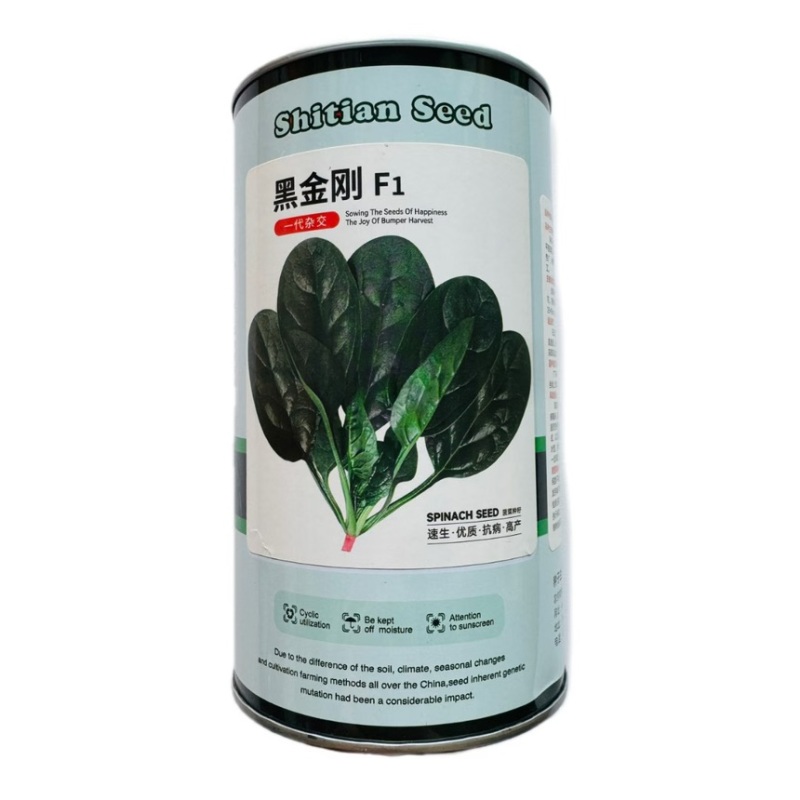 黑金刚四季菠菜种子火锅菜红根菠菜耐热耐寒抗霜霉病叶片肥厚