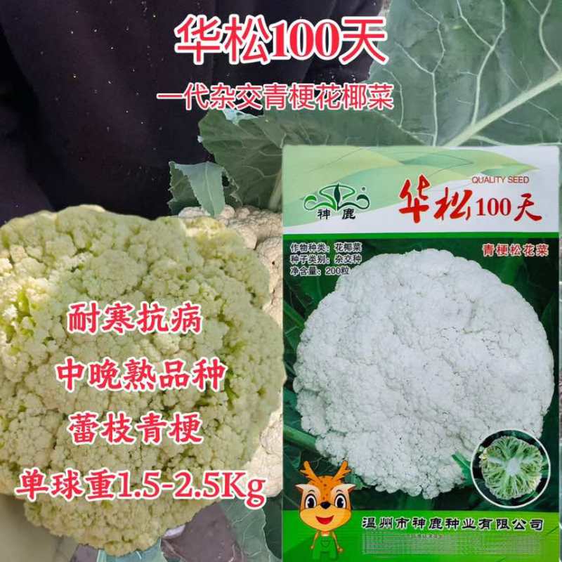 华松100天中熟品种一代杂交青梗花椰菜种子高产四季高产花菜蔬