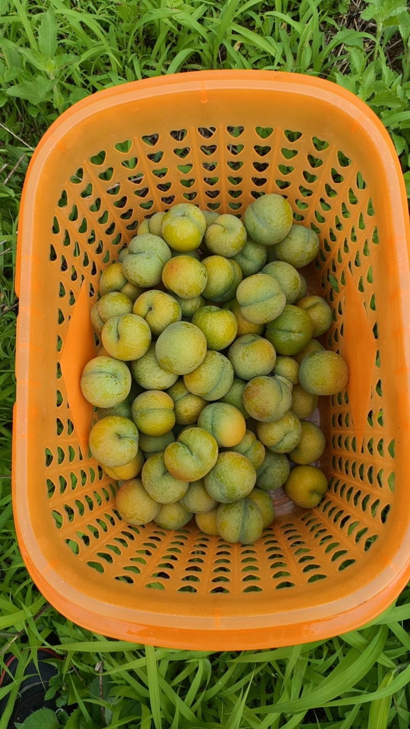 贵州六马蜂糖李