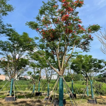 凤凰木全冠18-20公分。普宁苗木基地