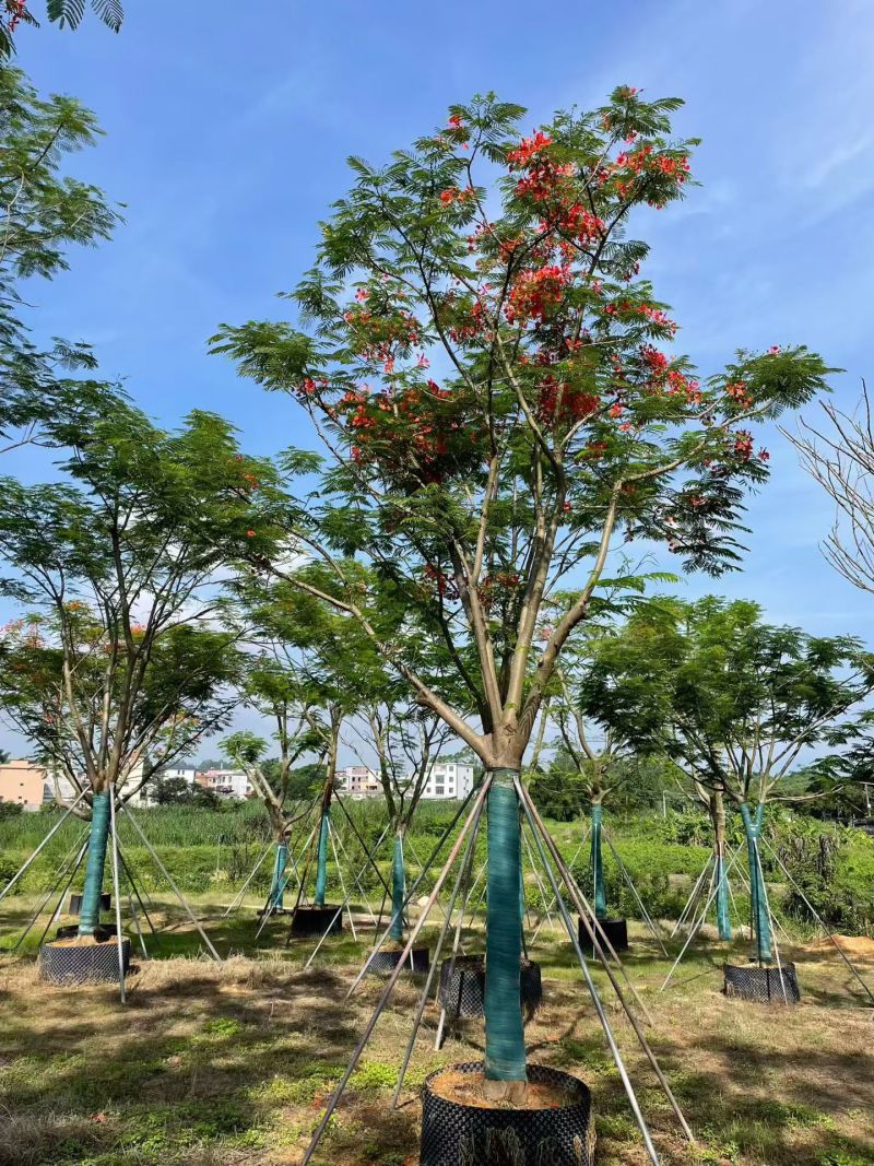 凤凰木全冠18-20公分。普宁苗木基地