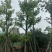 美丽异木棉，12-15-18公分。普宁苗木基地