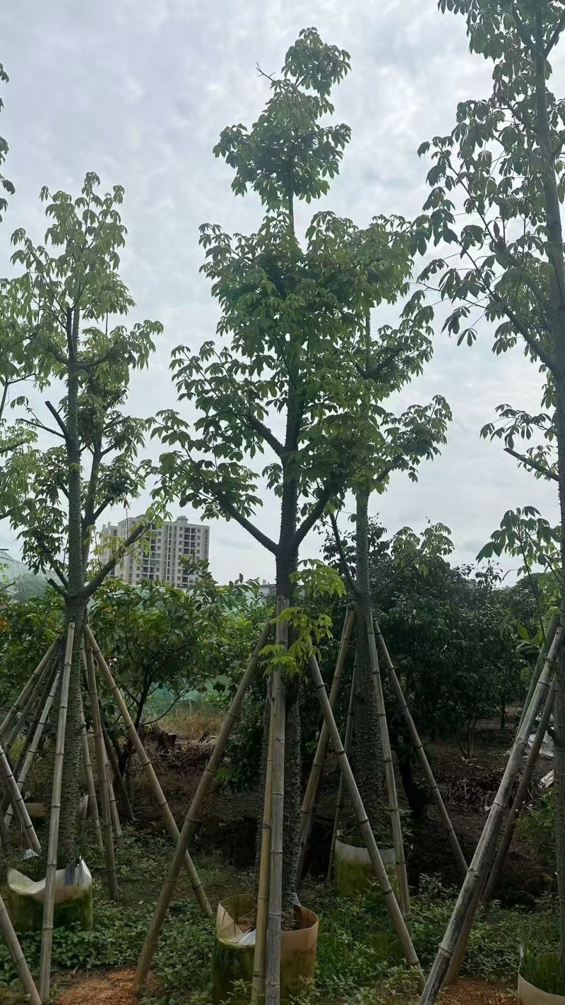 美丽异木棉，12-15-18公分。普宁苗木基地