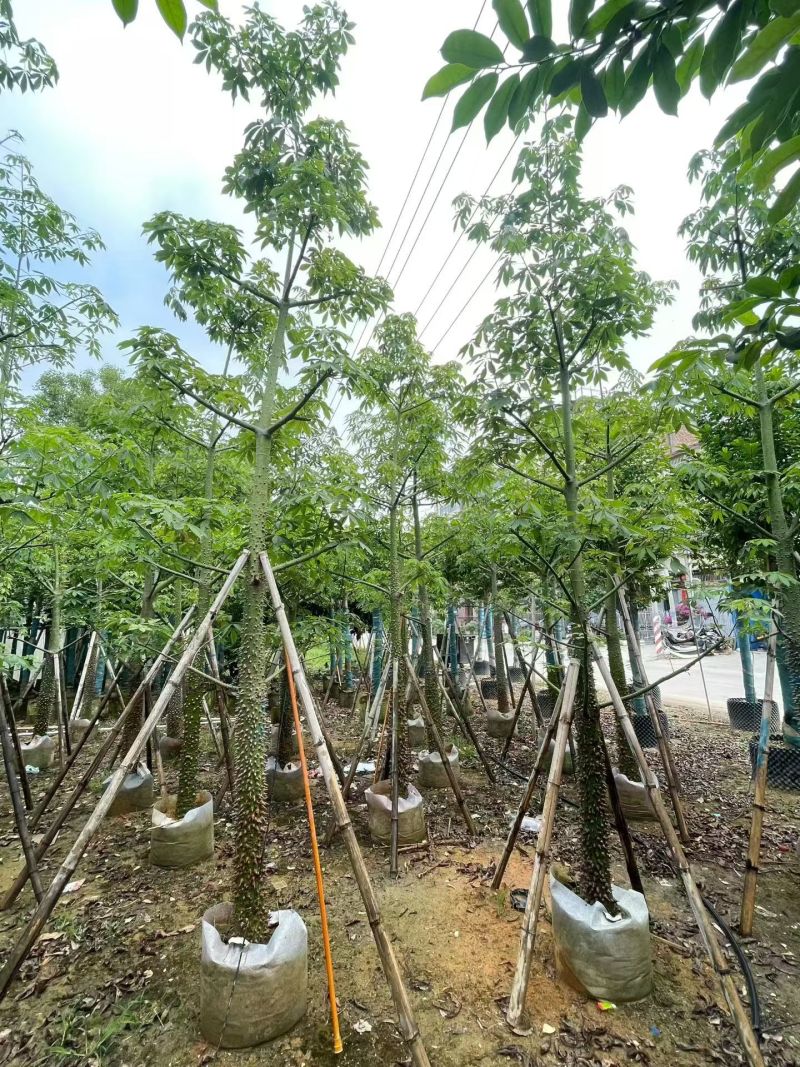 美丽异木棉，12-15-18公分。普宁苗木基地