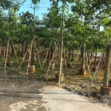 美丽异木棉，12-15-18公分。普宁苗木基地